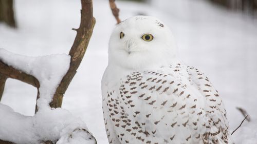 Otsikkokuva_tunturipollo_2024103