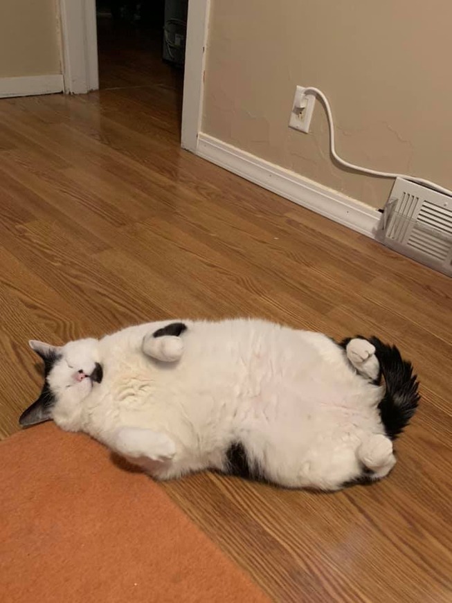 54525087_2275935875778849_3346346871583932416_n