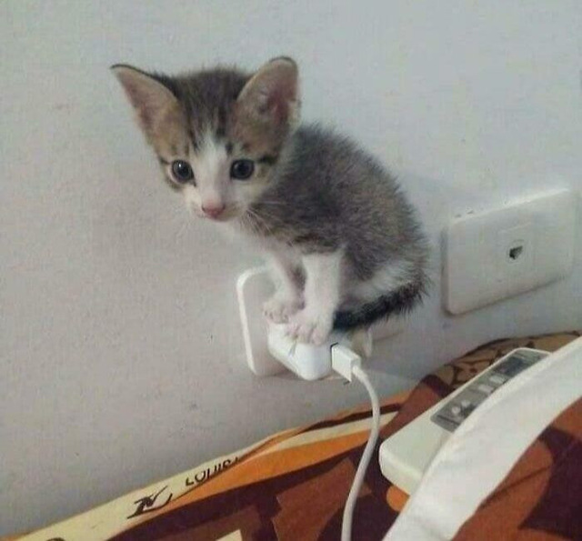 68fb2f6964cb3_tiny-mini-fits__70