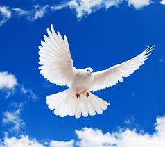 ダウンロード (2)