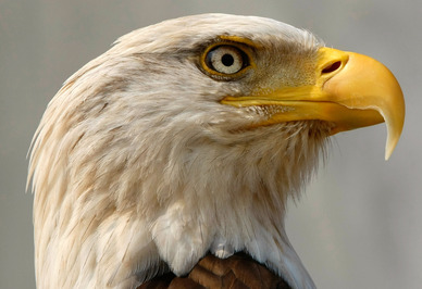 bald-eagle-gtywin-mcnamee