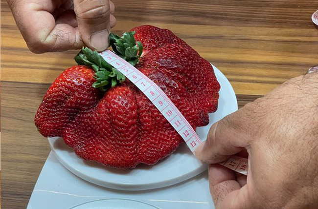 Heaviest-strawberry-being-measured_tcm25-692516
