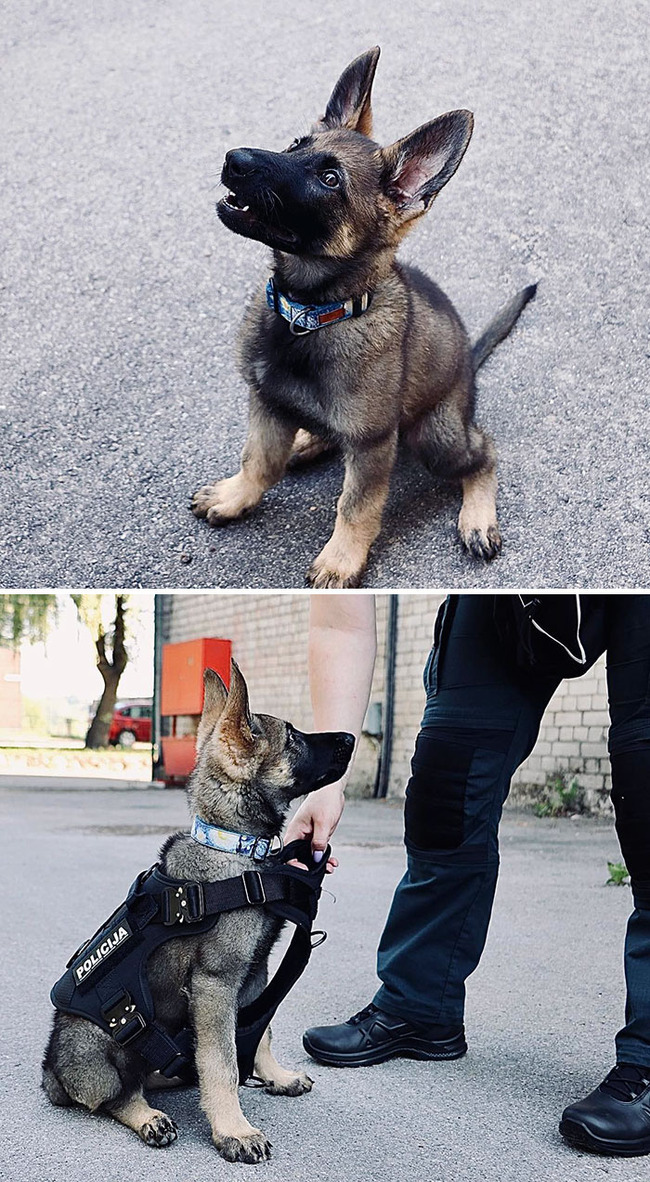 adorable-police-puppies-45-65548ecf22aac__700