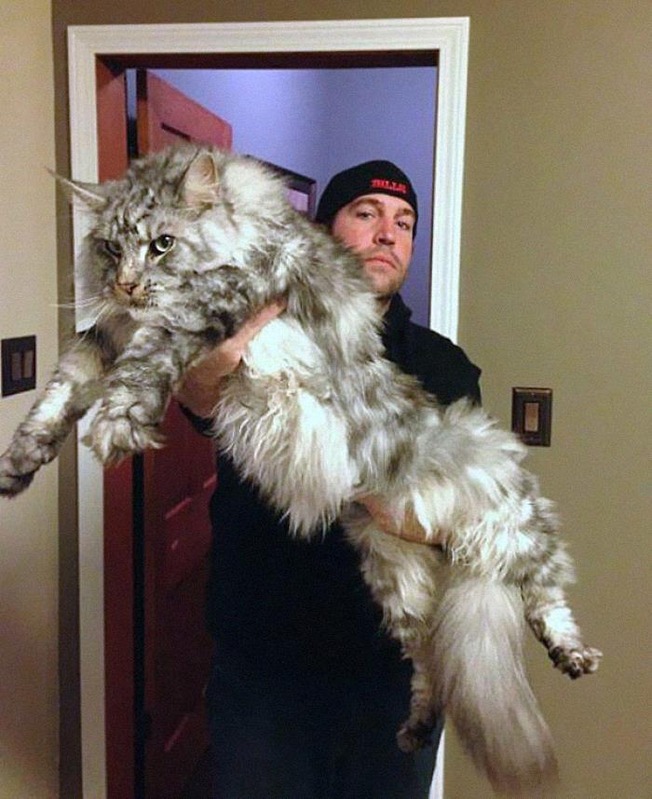 funny-absolute-unit-pics-13-6087d29bc21b1__700
