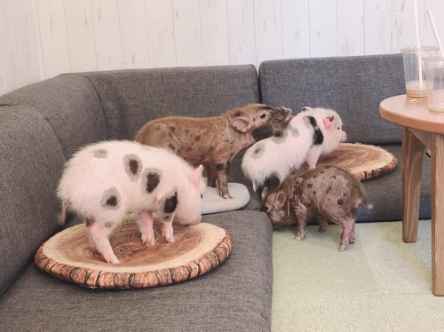 you-can-hang-out-with-chubby-piglets-in-this-tokyo-cafe-3-500