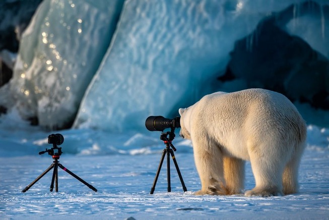 comedy-wildlife-photography-awards-finalists