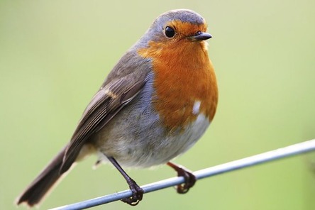 Robin-bird