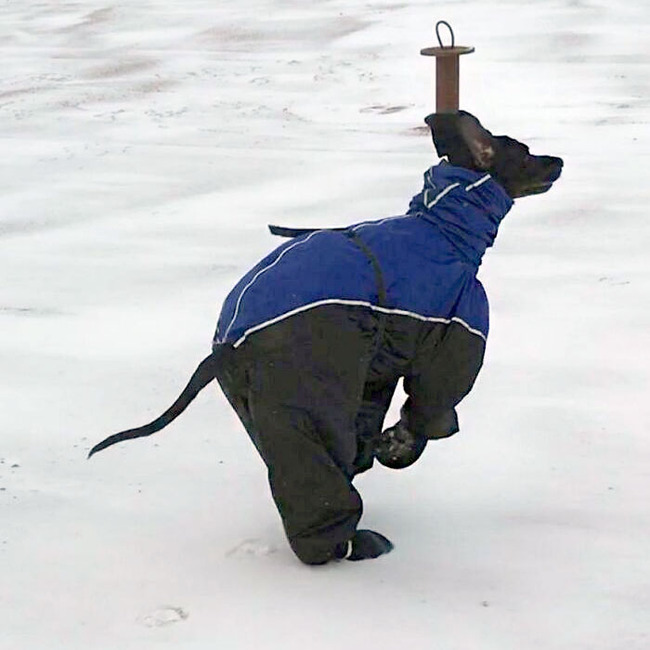 funny-dogs-great-danes-pics-6-63f5efc4730a7__700
