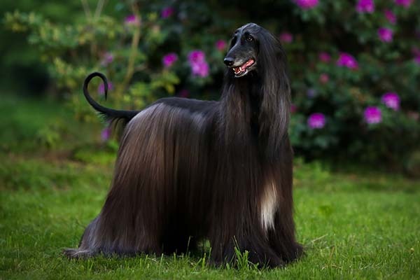 Afghan-Hound-standing-in-a-garde