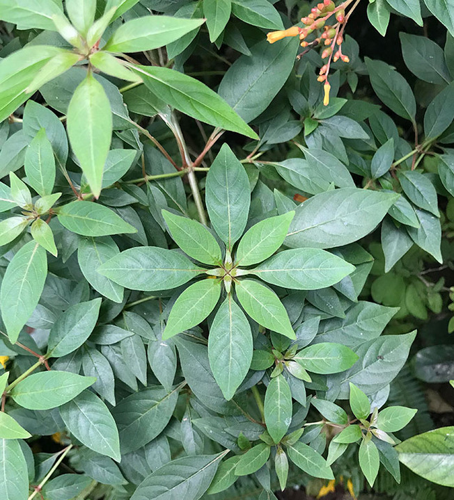 geometrical-symmetrical-plants-nature-238-6107b8e1bc9bd__700