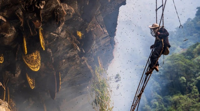 what-makes-mad-honey-the-rarest