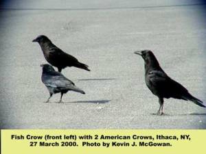 fish-crow-and-am-crow-32700