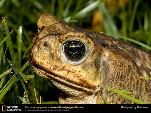 cane-toad