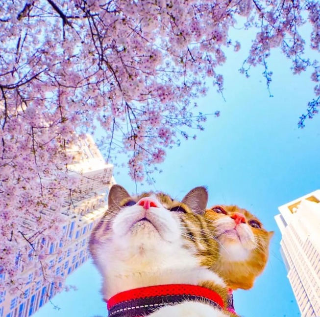 traveling-cats-japan
