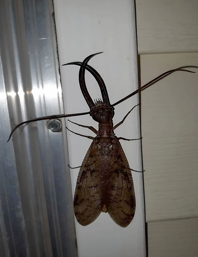 scary-creepy-nature-pics-7-646497afda888__700