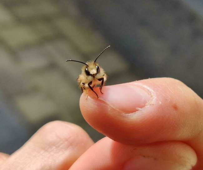 cute-bug-6-616d3a2f784a2__700