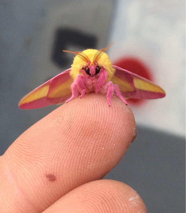 cute-bugs-1-616525cfeeef9__700