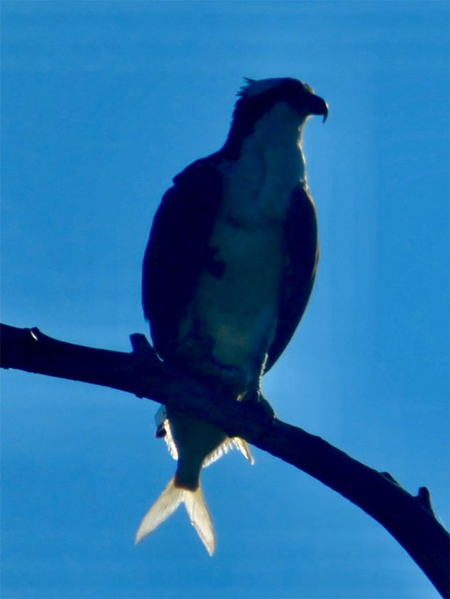 funny-candid-bird-photography-63468bbf9f4e4__700