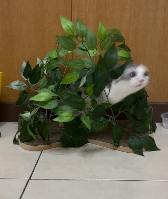 63ce7b2e7289f_funny-blurry-pictures-of-cats
