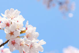 images (1)