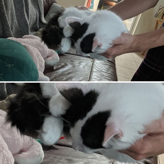65708454500e7_animals-being-sleepy-pics