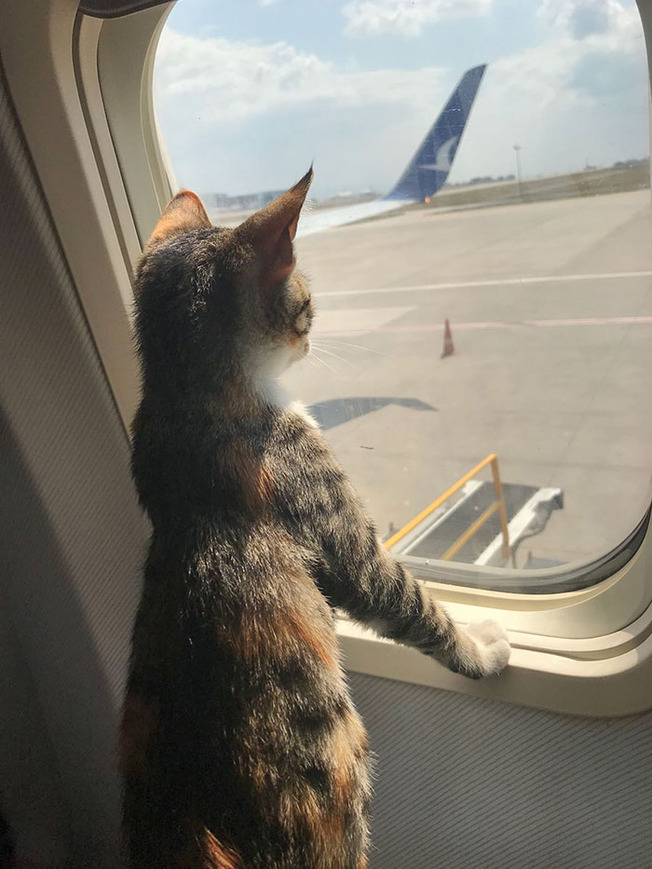 travelling-pets-support-animals-203-5fdcc72106964__700
