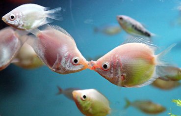 peixinhos-beijando1
