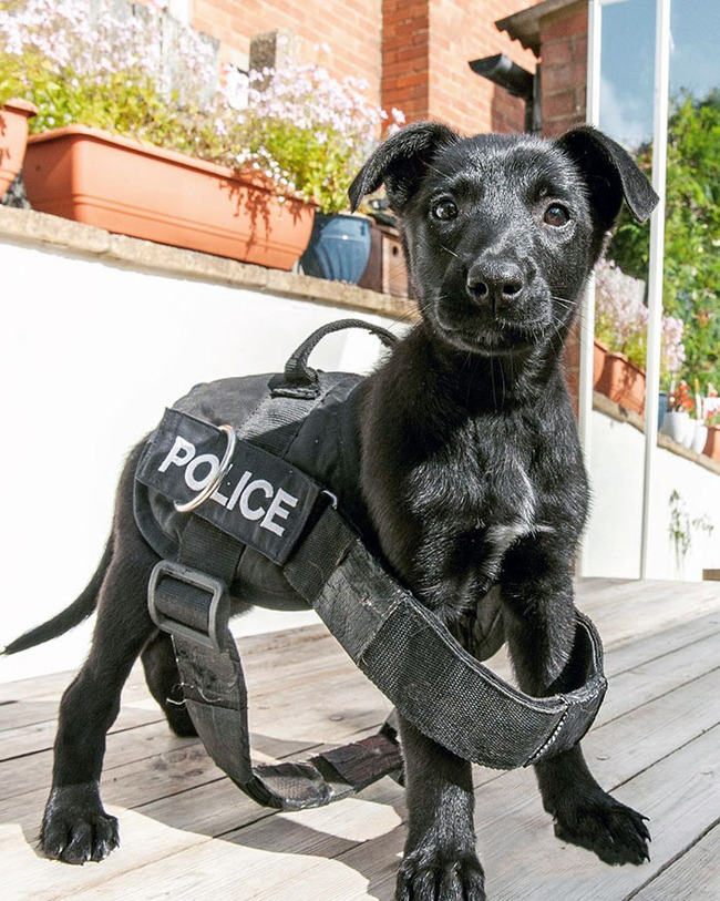 adorable-police-puppies-13-65533ac04c5a9__700