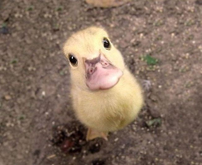 adorable-baby-animals-24-614d8040b62a1__700