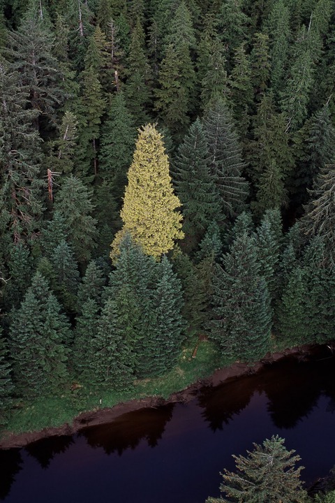 golden-spruce