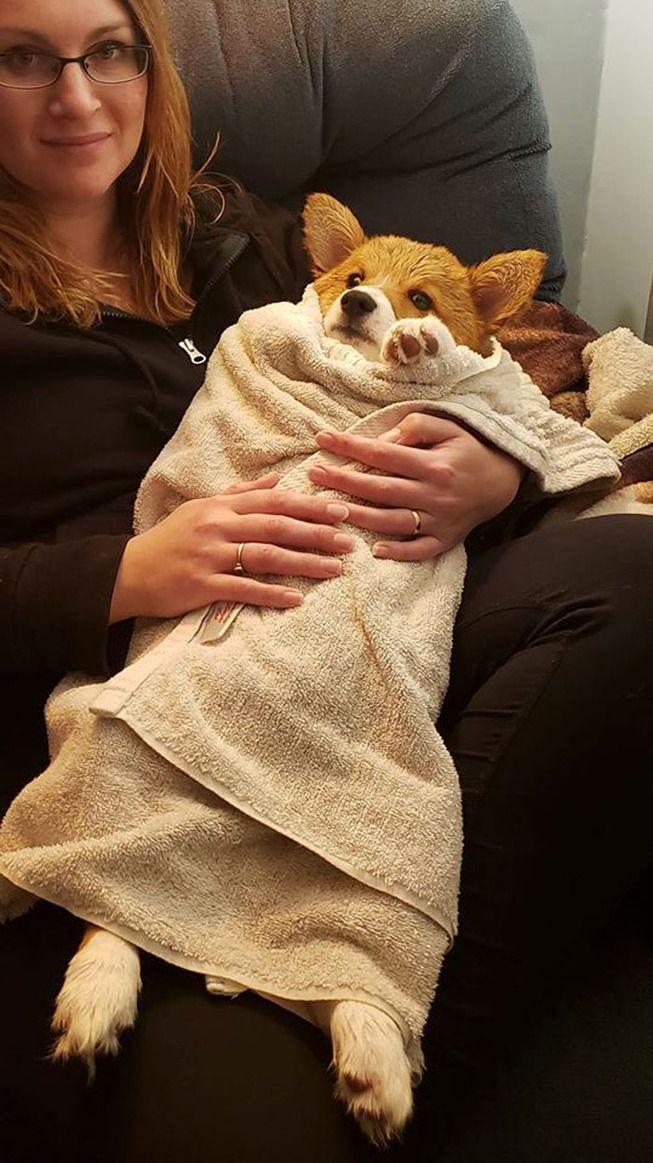 corgis-36-5e5d299153c60__700