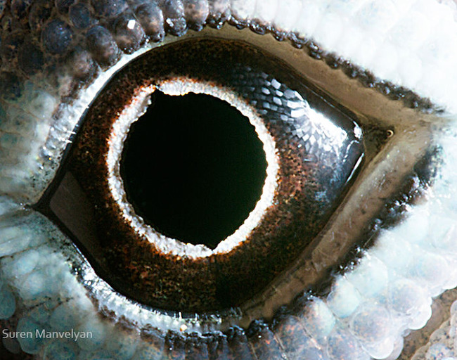 animal-eyes-photography-suren-manvelyan-7-5f4e18e7b51b5__700