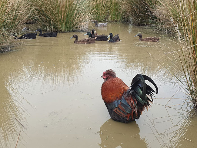 funny-candid-bird-photography-6346c10d6e57a__700