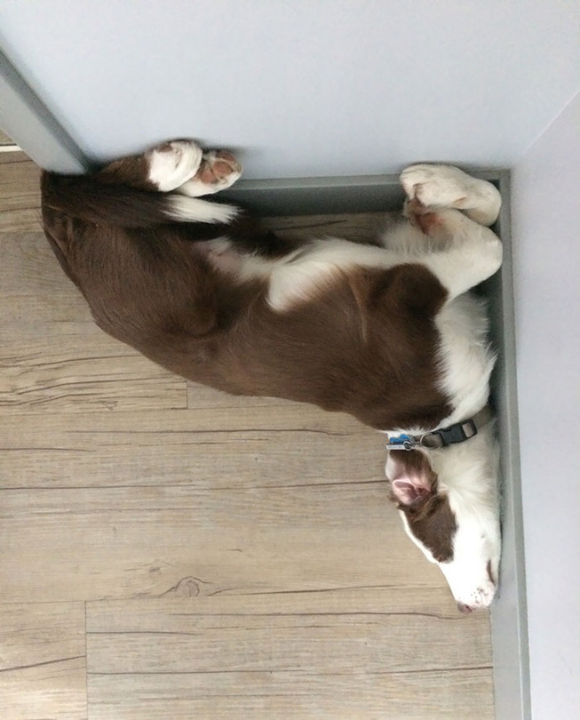funny-dog-sleeping-positions-118-5d5fb54c41979__700