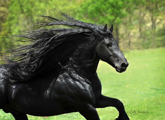 frederik-the-great-friesian-horse-stallion-1-5e96f9ba287e3__700