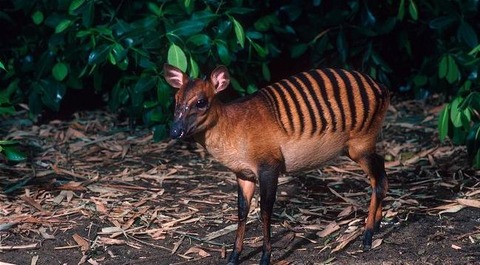 30 - Zebra Duiker