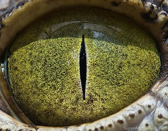 animal-eyes-photography-suren-manvelyan-41-5f4e19517dde6__700