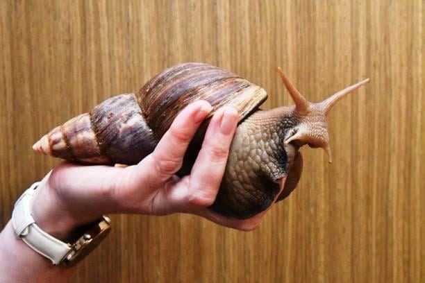 i-found-more-pics-of-giant-afric