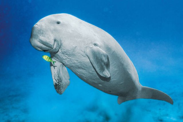 Dugong+comp_9a9bf6_5557827