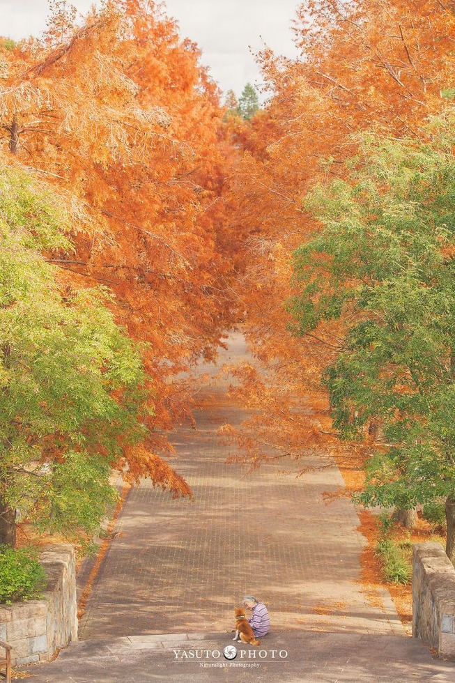 grandmother-dog-shiba-inu-photos-yasuto-3-5e3d1760280a5__700