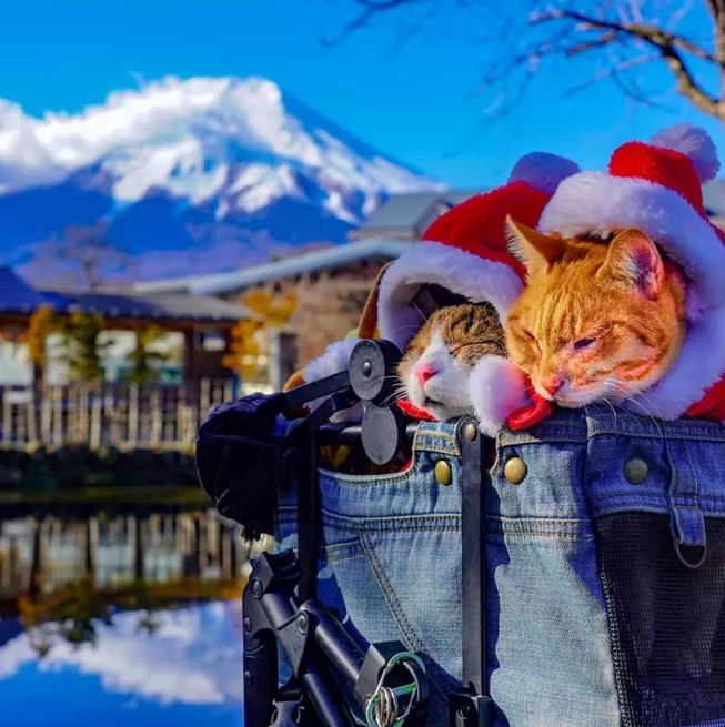 traveling-cats-japan