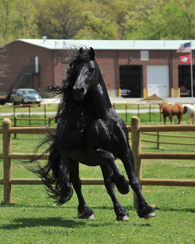 frederik-the-great-friesian-horse-stallion-32-5e96f9fbbe5db__700