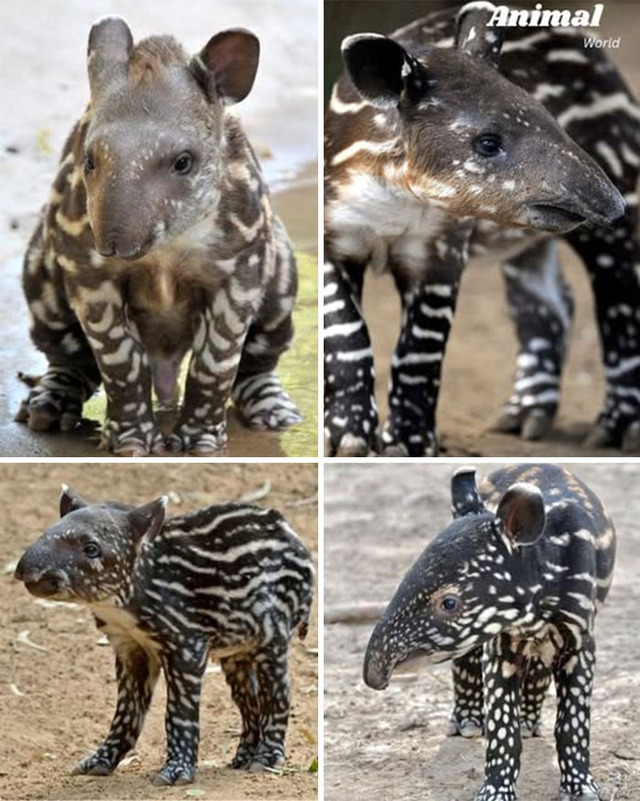 animal-world-unique-12-68b0188888591__700
