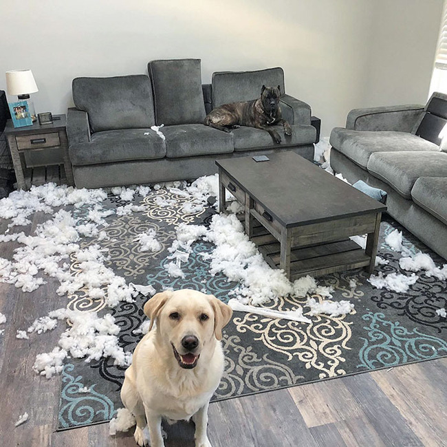 dogs-destroying-things-58-65561af00100a__700