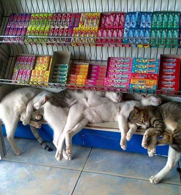 cats-sleeping-strange-places-7-5e69f3e0c13f4__605