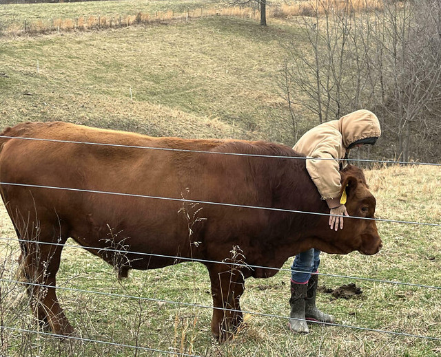 68bfd899e2bf6_unusually-large-animals__700