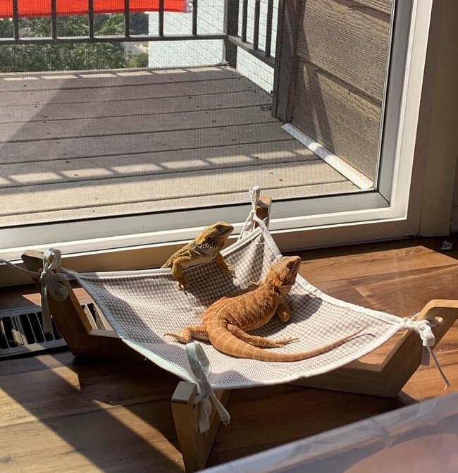 677d49c0e2d15_spoiled-pets