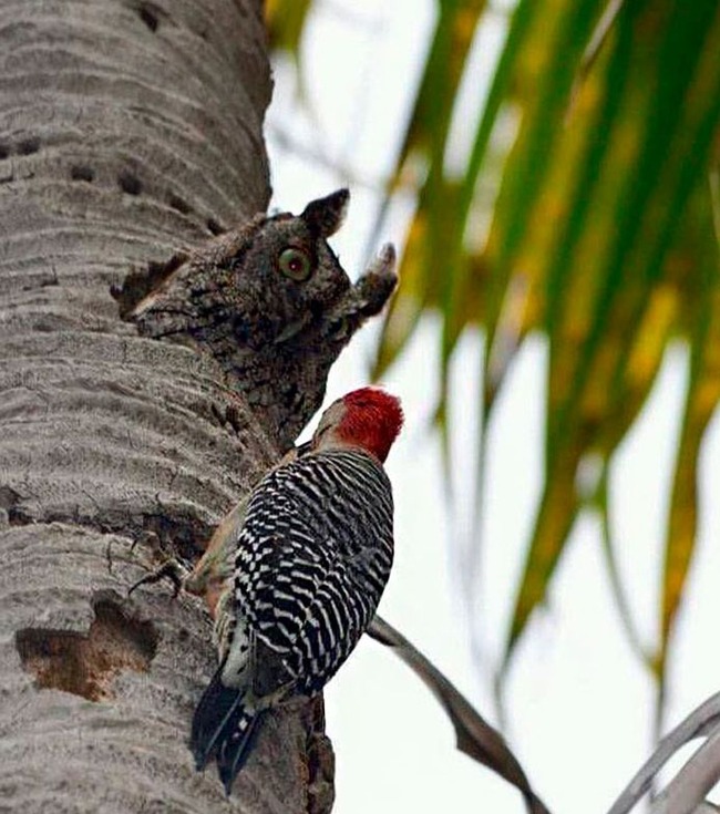 funny-birds-threatening-auras-200-656468b360147__700 (1)