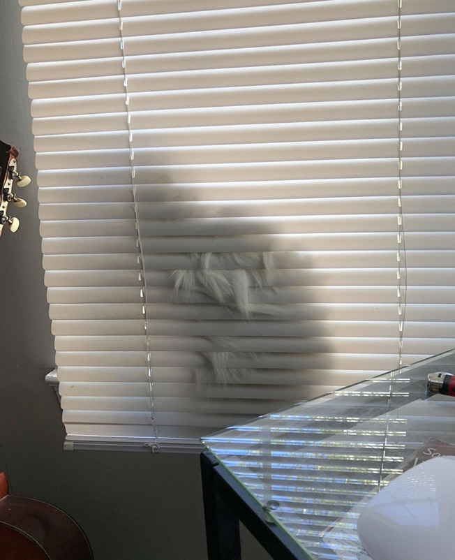 funny-pets-hiding-3-623466c01269b__700