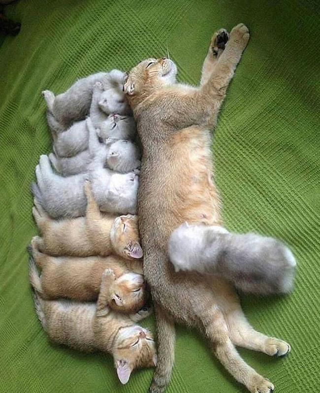 funny-cute-animal-parenting-pics-23-66cca71f1029f__700